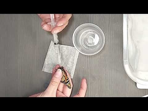 How To Rehydrate Butterflies & Moths | BicBugs