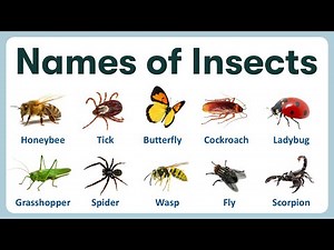 Name of Insects in English | Learning Name of Insects with Pronunciations and Pictures