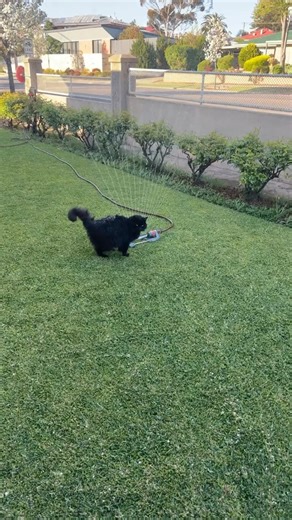 Self watering cat today | PabLo