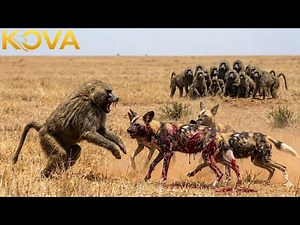 Wild Dog vs Baboon: A Risky Encounter Turns Violent | Animal Fight