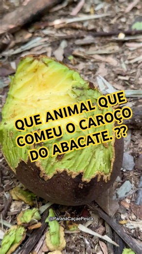 Que animal come caroço de abacate ? - siga-me para mais vídeos #paca #cevadepaca #parana #caçador