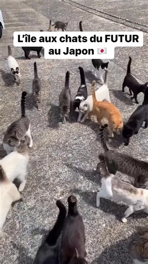 L’île au chat du futur au Japon 🇯🇵 | Le Japon en Noir et Blanc