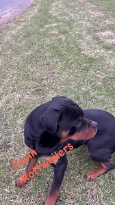 16K views · 1.2K reactions | Yup Archie picked the song today for Rue’s video ! He is addicted and has some exciting news to tell soon 癩 | Papin Rottweilers | Facebook
