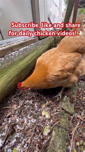 Angry Broody Chicken vs April Snow🐔❄️😂#snow #snowasmr #broodyhen #fyp #funnyanimals #funnychickens