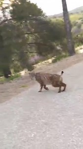 🅻🅸🅽🅲🅴 🅸🅱🅴🆁🅸🅲🅾 - Lince Ibérico em Castro Verde. 🇵🇹 EU PROTEJO O LINCE IBÉRICO Assine a petição e vamos proteger este felino🖋️💚 (NÃO É NECESSÁRIO COLOCAR O "NÚMERO DE DOCUMENTO") https://actua.wwf.es/es/yo-protejo-al-lince 📸 ©️ João Soeiro Lince Ibérico (Lynx pardinus) S.O.S. Lince Ibérico (Lynx pardinus) S.O.S. #linceiberico #lynxpardinus #iberianlynx #lince #pardinus #lynx #conservation #EUPROTEJOLINCEIBERICO | Lince Ibérico (Lynx pardinus) S.O.S.