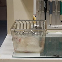 Assessing Retinal Function with ERG | JoVE Journal