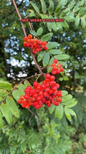 #Rowan , helps you eat pies and save the spirits of the dead. Not a bad day’s work and it’s not even 8am. . . . . #wildmedicine #ForagingUK #EdibleWildPlants #HealingHerbs #foragedfood #NatureRemedies #wildflowers #herbalmedicine #ForagingLife #berries #trees | Eat The Country
