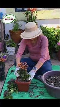 Kalanchoe blossfeldiana Transplanting and Care #kalanchoe #plants #sunplants #succulents