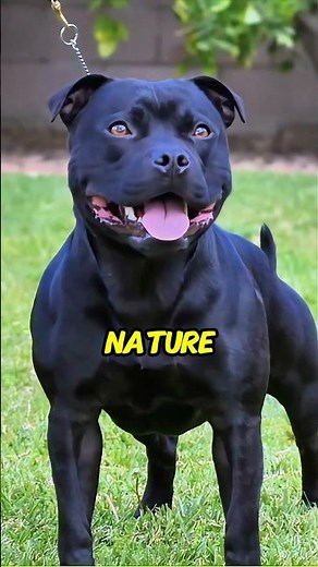 UK’s Favorite Dog Breed: Discover the Incredible Staffy Temperament & Training Secrets