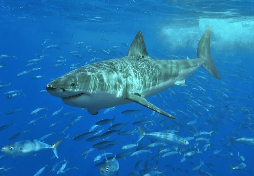 Armor-like shark skin may offer blueprint for defense against superbugs