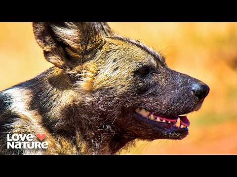 African Wild Dogs vs Lion | Wild Dogs: Running With The Pack 104
