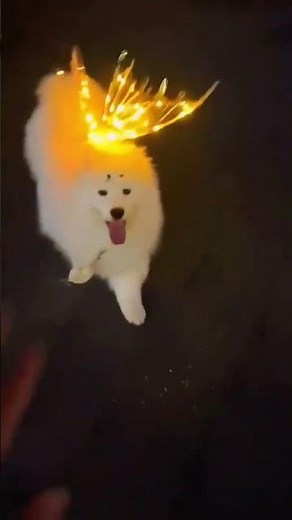 Magical Samoyed with LED Butterfly Wings – Cutest Glow Ever! 🦋 #fluffydog #ledwings