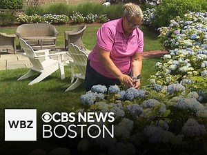 Cape Cod's "Hydrangea Whisperer" Shares The Secrets Of Her Success