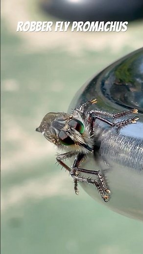 FACE to FACE with ROBBER FLY #flies #insects #wildlife