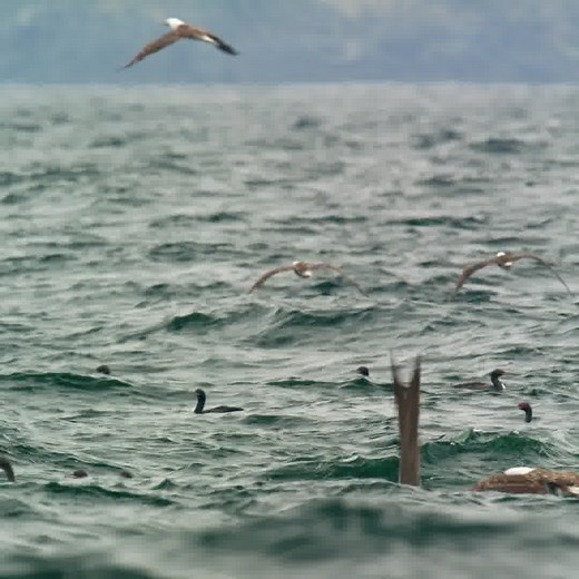 This documentary series will dive deeper into the Humboldt Current's ecosystem from the frozen south to the scorching north. | Curiosity Stream