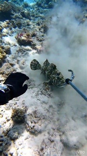 Underwater Spearfishing: Catching a Camouflaged Fish