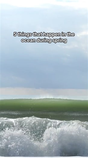 5.2K views · 71 reactions | 5 things that happens in the ocean during Spring! From upswelling to phytoplankton to migration, learn about the changes happening in our oceans this season. #springequinox #oceanlife #springishere #biology #oceanography | The Florida Aquarium | Facebook