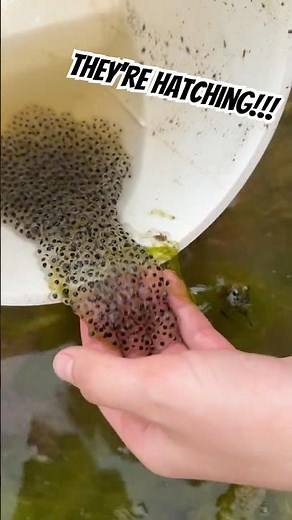 We Found Frog Eggs and Took Them Home… Now They’re Hatching!