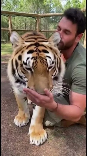 When a Tiger Meets His Human After a Long Day #TigerLove #WildBond #EmotionalMoment
