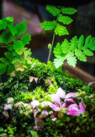 Rock bonsai updates: moss and various ferns (including maiden hair fern) cover the rock. #moss #plants #terrariumplant #plantlife #plantlove