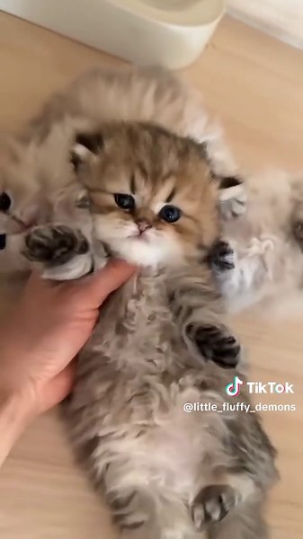 Fluffy kittens love belly rubs! 😻