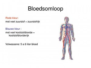 Bloedsomloop - SlideServe