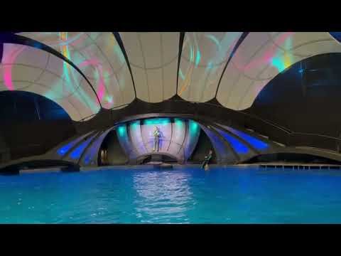 Dolphin show at Georgia Aquarium