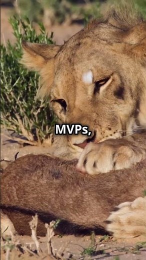 10 Amazing Facts About Lions You Didn't Know! 🦁🌍