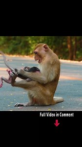 No More Milk: Baby Cries as Mom Begins to Wean | Baby Monkey