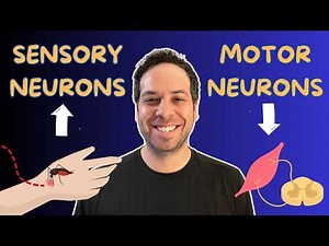 Sensory vs Motor Neurons Made Simple (Afferent & Efferent Explained Fast)
