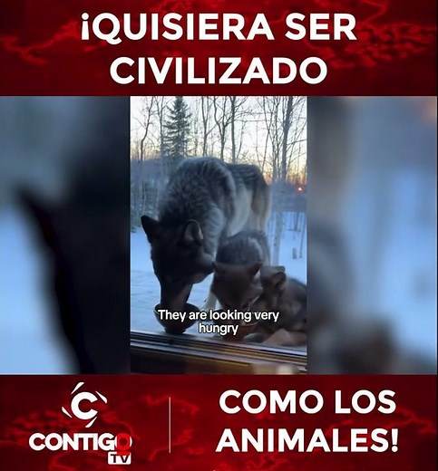 ¡QUISIERA SER CIVILIZADO COMO LOS ANIMALES! #animales #relfexion #amor #familia