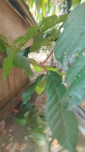 Rule of 40 cm tip pruning | CACAO tutorial ni JM