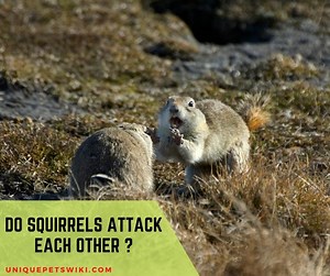 Do Squirrels Attack Each Other? Will Squirrels Fight?