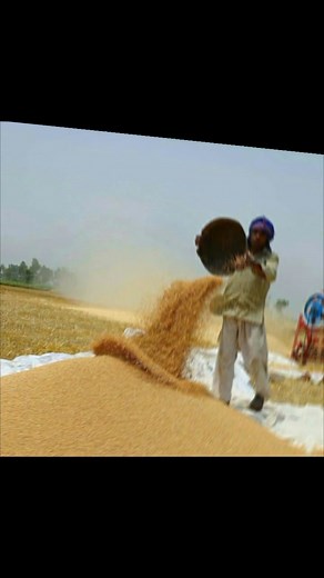 Setting Up a Rice Farm in Nigeria: Best Practices and Timing for a Bountiful Harvest Rice. It's more than just a staple in Nigerian households; it's a significant part of our agricultural landscape and economy. From the fertile plains to the bustling markets, rice cultivation plays a vital role in feeding our nation and providing livelihoods for countless farmers. If you're considering venturing into rice farming in Nigeria, you're stepping into a sector with immense potential. But like any agri