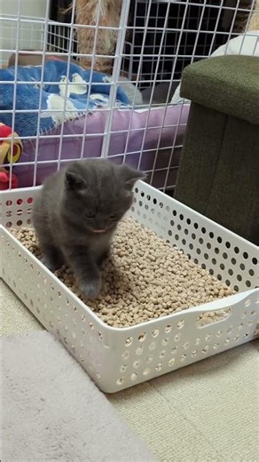 【生後33日】初めてのトイレ大作戦！？真剣すぎる表情の地蔵くん #アメショ #cat #子ネコ #アメショ #子ネコ #子猫の成長動画 #kitten #好きな子猫