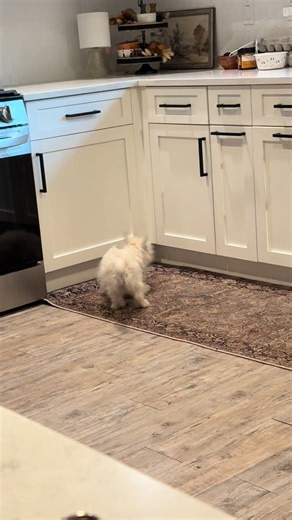 Life on a Mini Farm with My West Highland Terrier