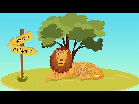 LIGER?! What Is That?