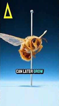 10 Creepy Insects That Feel Like Nature’s Nightmares animal #short #animalfacts 🪲