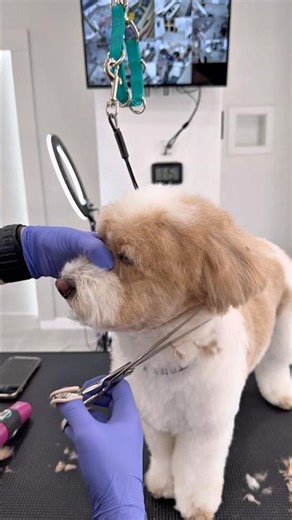 Dog Grooming Cockapoo #doggroomer #doggroomingforbeginners #cockapoo