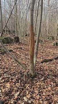 What Is A Sign Post Rub #shorts #deerhunting #postseasonscouting