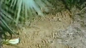 Valley of Mystery (1967) (TV Movie)