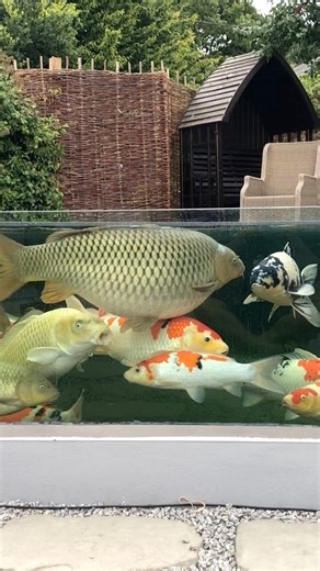 83K views · 1.2K reactions | Massive Koi Pond and Japanese Koi Fish! 凉 #pondlife #gardeninspiration #koi #koifish #japanesekoi | Yvo - The Koi Partner | Facebook