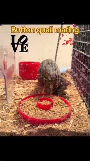 Button Quail Mating Behavior Explained
