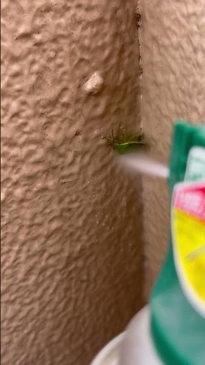 密着！カメムシ駆除24時〜臭いからの脱却〜