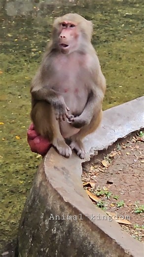 Baboon #nature #wildlife #animals #monkey #shorts