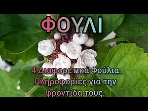 Φούλι: 4 Διαφορετικά Φούλια και η φροντίδα τους | Αιγυπτιακό Φούλι | Ινδικό Φούλι | Μπουγαρίνι Φούλι