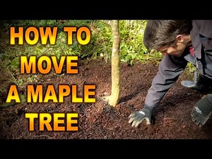 CAN you DIG up and TRANSPLANT a JAPANESE MAPLE | Transplanting a Red Lace Leaf Japanese Maple Tree