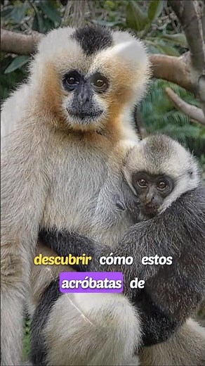 ​🦧​Secretos del Gibbon: Canto Único y Vida Monógama❤️​