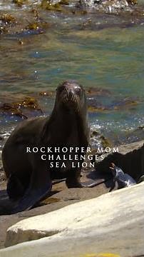 With nowhere left to run, this rockhopper penguin is making her stand #SecretsOfThePenguins #ourHOME