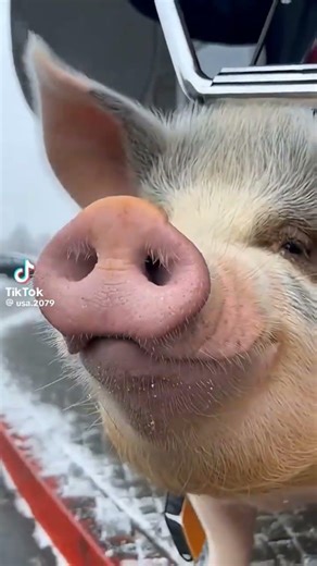 #iahumor #s-a scumpit benzina #motorina #benzina 🫣🫣🫣